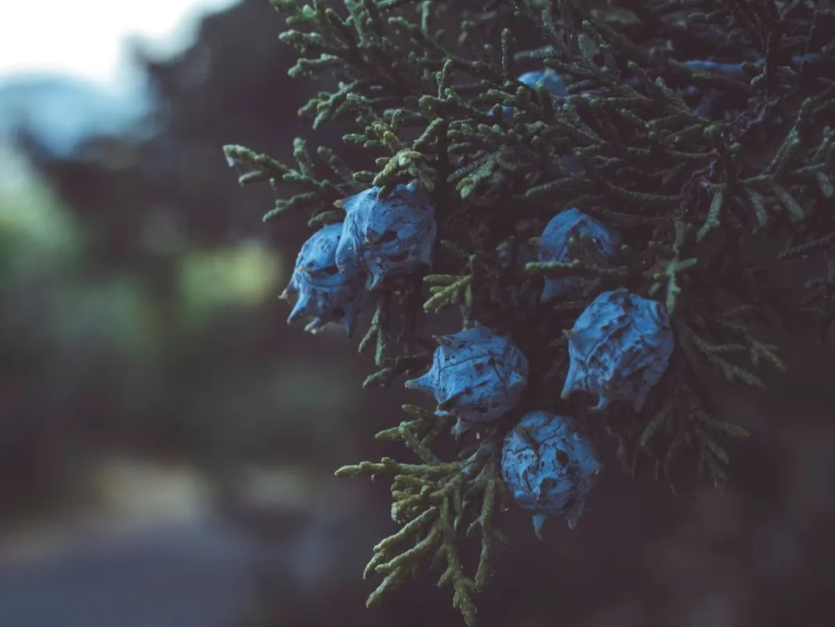 juniper plant